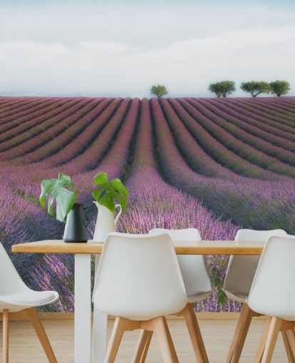 Rijen lavendel behang