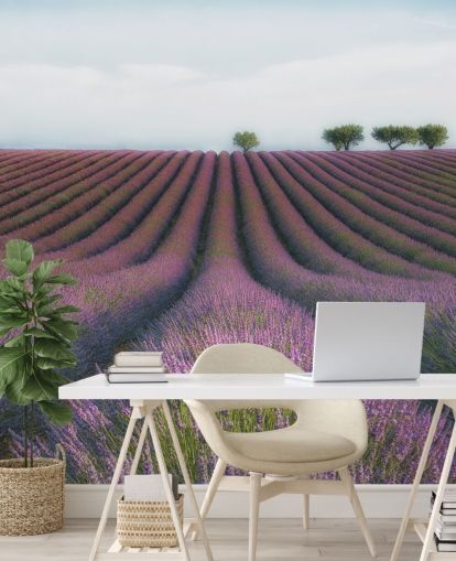 Rader av lavendel Bakgrunn