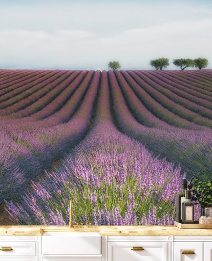 Rader av lavendel Bakgrund Rader av lavendel Bakgrund