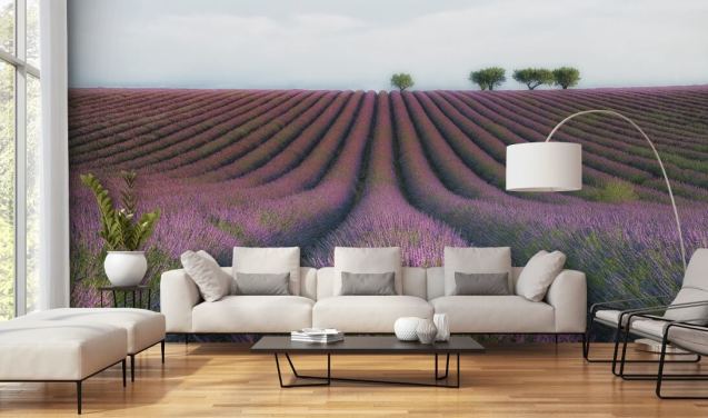 Papier peint Rangées de lavande