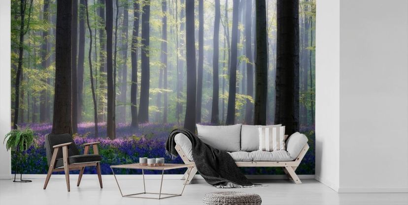 fond d'écran forêt brumeux bluebell