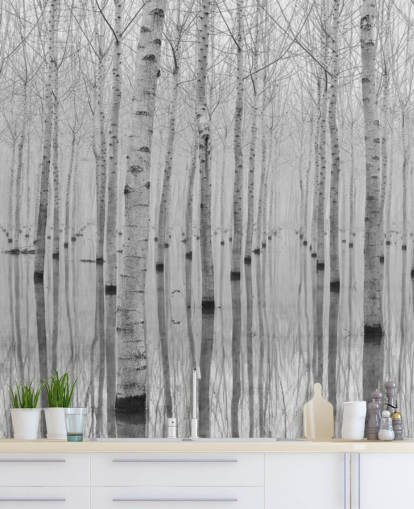 black and white birch tree forest wallpaper