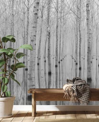 black and white birch tree forest wallpaper