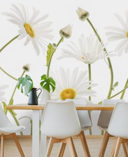 grote margrieten groeien van grondbehang