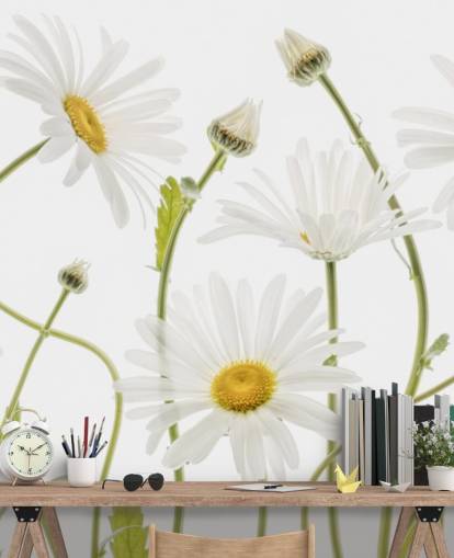 large daisies growing from ground wallpaper