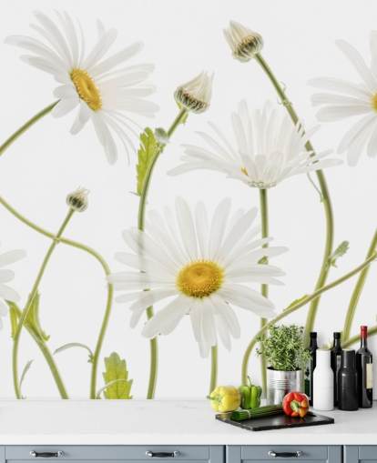 margaritas grandes que crecen del papel tapiz molido