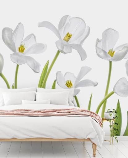 white tulips growing from ground wallpaper white tulips growing from ground wallpaper