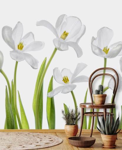 white tulips growing from ground wallpaper