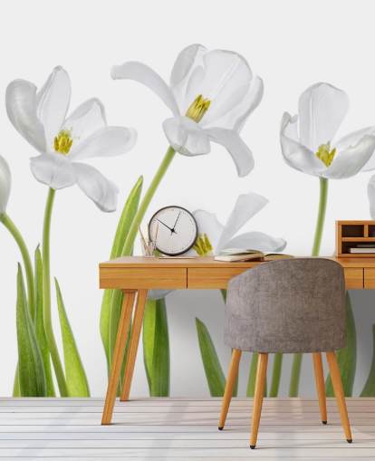 white tulips growing from ground wallpaper white tulips growing from ground wallpaper