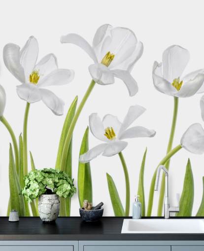 white tulips growing from ground wallpaper white tulips growing from ground wallpaper