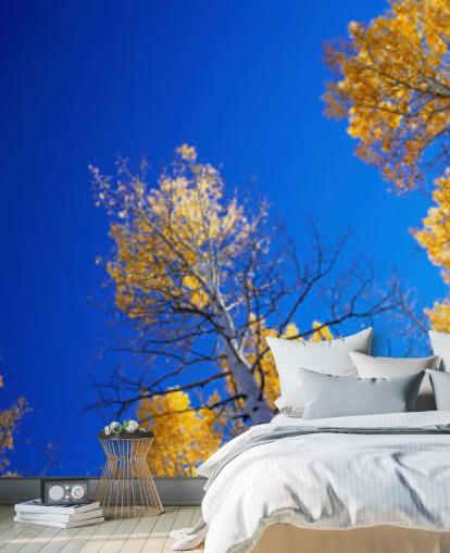 blue sky with yellow trees wallpaper