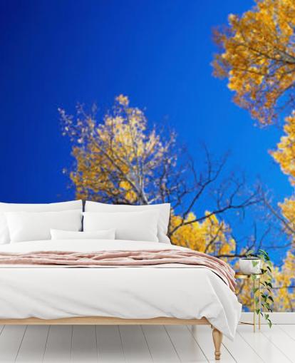 blue sky with yellow trees wallpaper