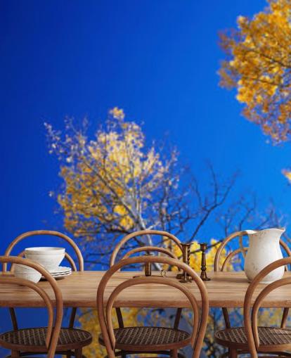 blue sky with yellow trees wallpaper