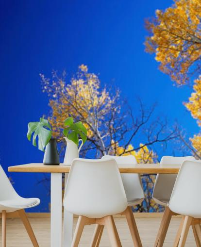blue sky with yellow trees wallpaper