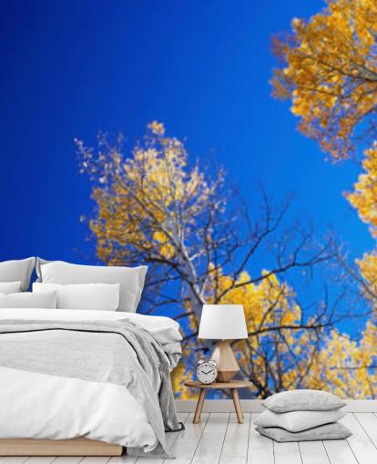 blue sky with yellow trees wallpaper