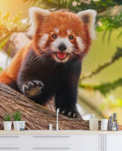 papel de parede de panda vermelho personalizado chamado Playful Red Panda para residências e escritórios
