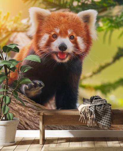 custom red panda wallpaper called Playful Red Panda for homes and offices