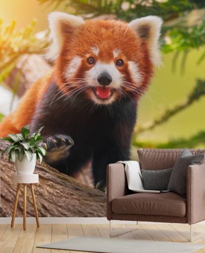 custom red panda wallpaper called Playful Red Panda for homes and offices