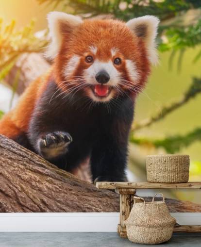custom red panda wallpaper called Playful Red Panda for homes and offices