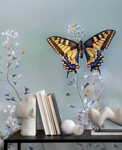 orange and blue butterfly resting on flowers wallpaper orange and blue butterfly resting on flowers wallpaper