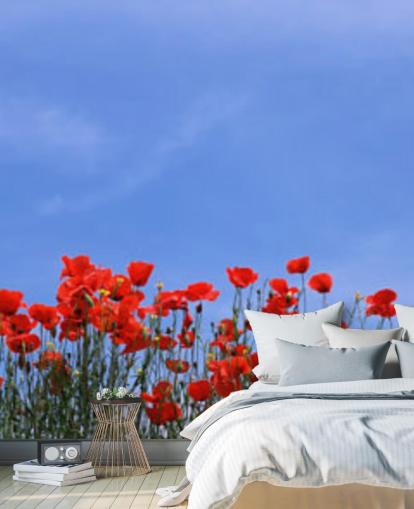 papier peint coquelicots rouges dans un champ