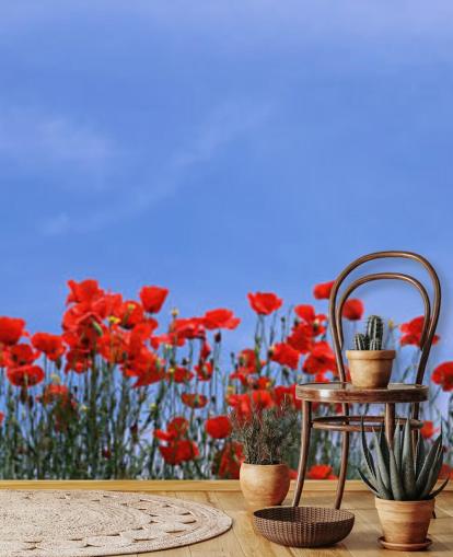 Descargar el fondo de pantalla Red Poppies in a field