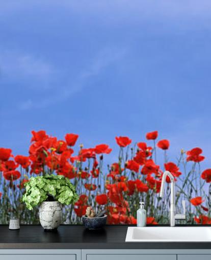 red poppies in a field wallpaper