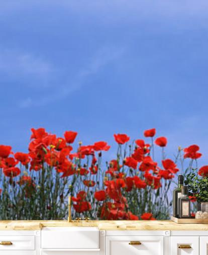 red poppies in a field wallpaper red poppies in a field wallpaper