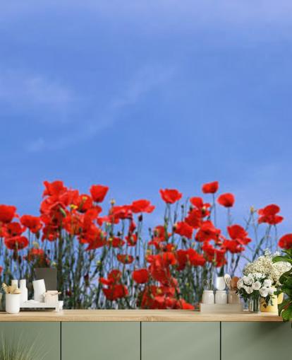 red poppies in a field wallpaper red poppies in a field wallpaper