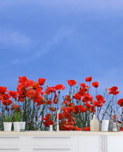 rote Mohnblumen in einem Feld Tapete