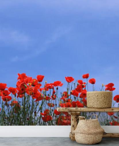 papier peint coquelicots rouges dans un champ papier peint coquelicots rouges dans un champ