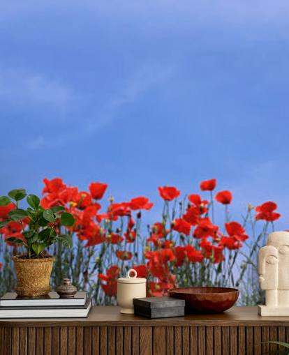 red poppies in a field wallpaper