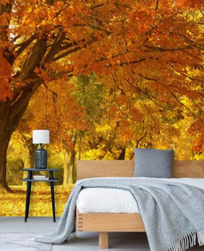 Fond d'écran orange scène d'automne Fond d'écran orange scène d'automne