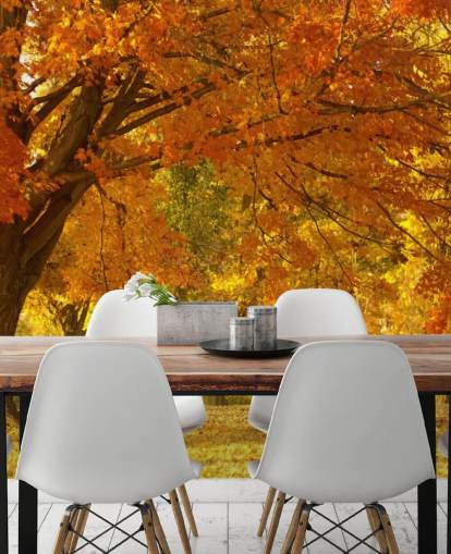 Orange Autumn Scene Wallpaper