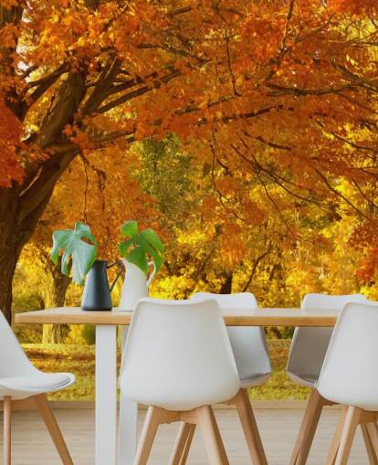 Fond d'écran orange scène d'automne