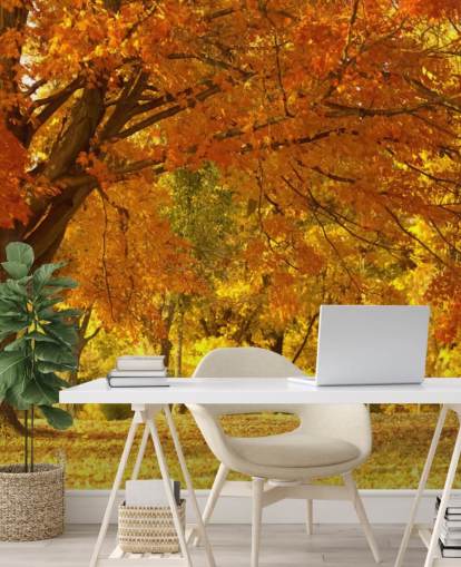 Fond d'écran orange scène d'automne