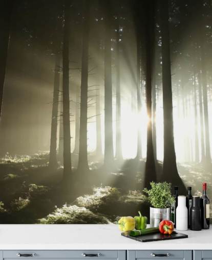 Heller und dunkler Wald Fototapete Heller und dunkler Wald Fototapete