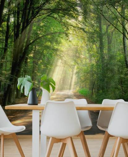 sonnenbeschienenen Waldweg Tapete sonnenbeschienenen Waldweg Tapete