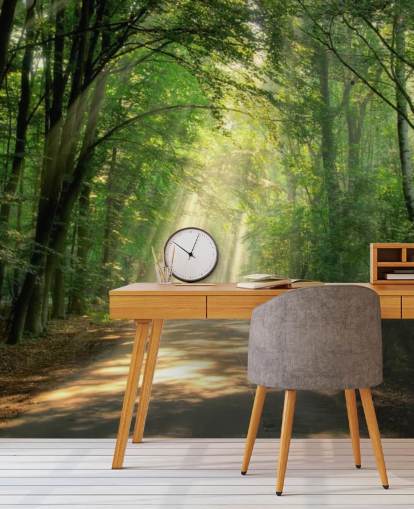 sunlit forest path wallpaper sunlit forest path wallpaper