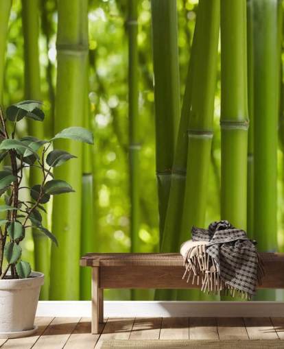 Close Up of Bamboo in Bamboo Forest Wallpaper Close Up of Bamboo in Bamboo Forest Wallpaper