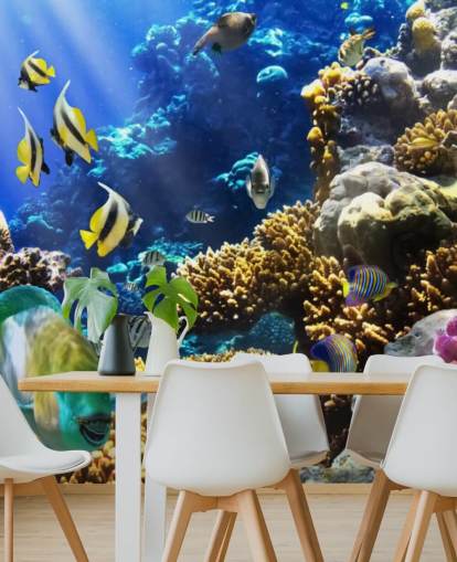 Colorful Fish and Coral Wallpaper