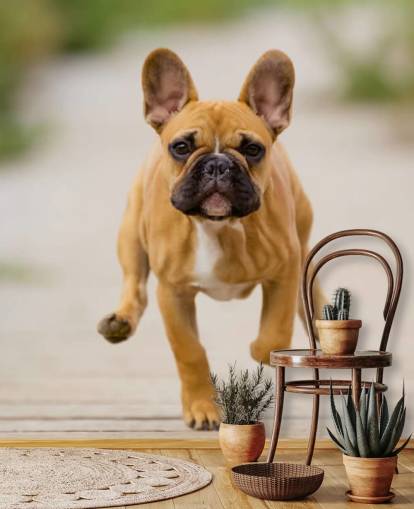 fondo de pantalla de bulldog francés marrón y marrón