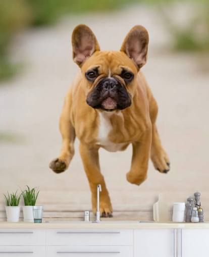 bulldog francês bronzeado e marrom correndo papel de parede