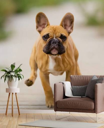 carta da parati con bulldog francese marrone chiaro e marrone