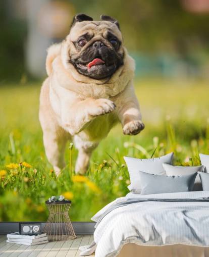 cute pug running in a dandelion field wallpaper