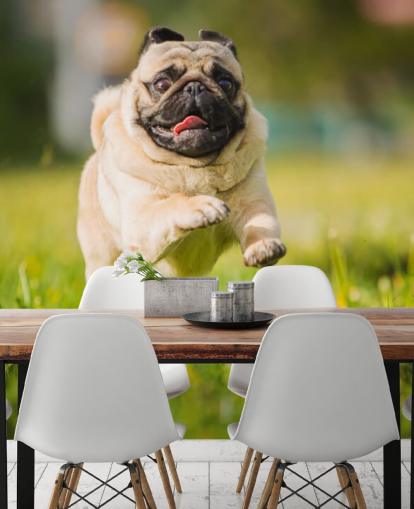 cute pug running in a dandelion field wallpaper