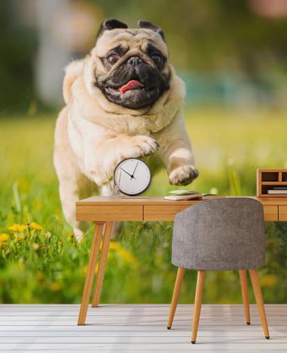 lindo pug corriendo en un fondo de pantalla de campo de diente de león