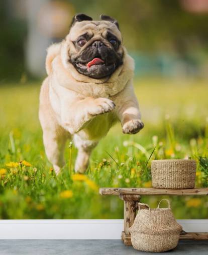 pug bonito correndo em um papel de parede de campo de dente-de-leão pug bonito correndo em um papel de parede de campo de dente-de-leão