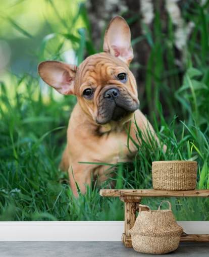 golden french bulldog puppy wallpaper
