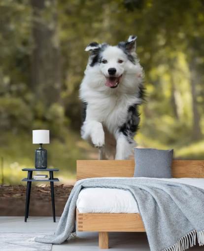 Australiensisk herdehund kör tapet